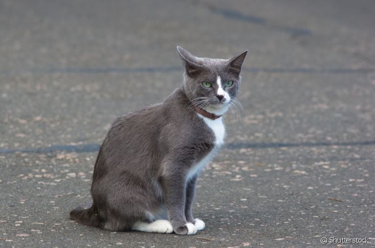 Coleira antipulgas para gato é uma opção vantajosa? Conheça o produto abaixo!