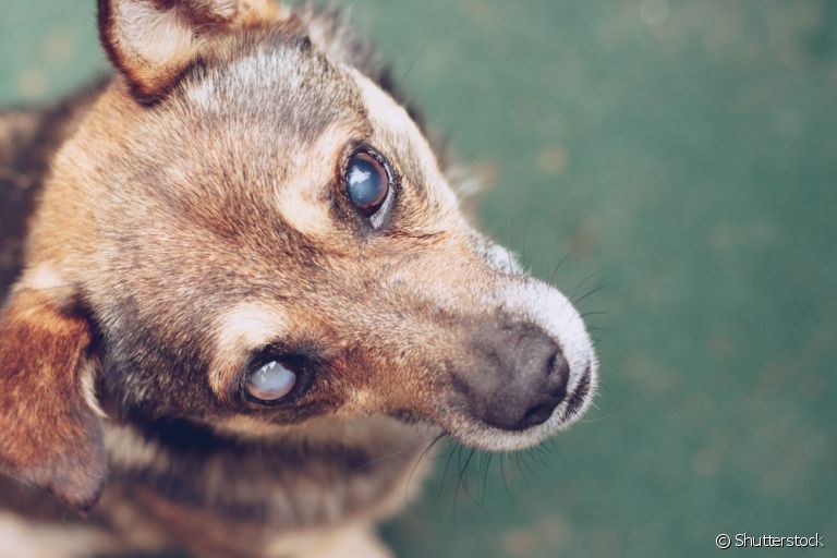 Uma coleira para cães cegos pode ajudar a dar maior autonomia para o pet dentro de casa