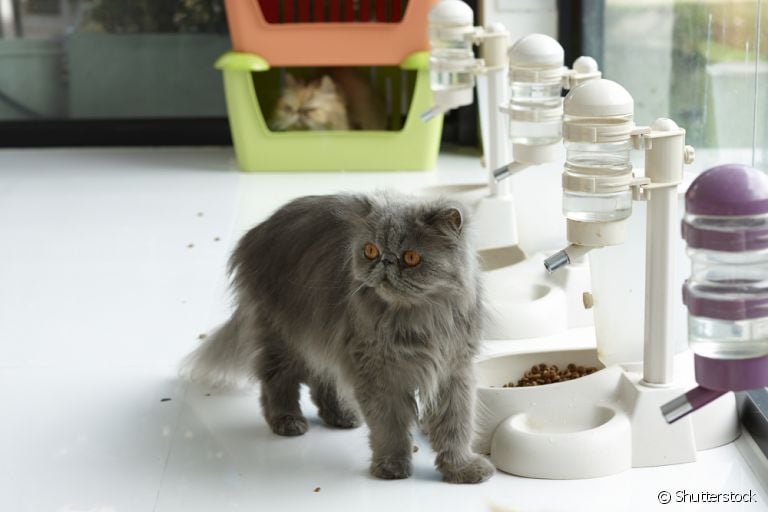 Comedouro automático para gatos: os acessórios podem ser comuns, digitais ou controlados por aplicativos! 