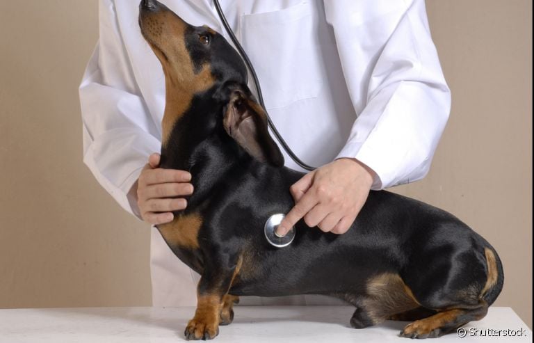 Mantenha as visitas ao veterinário de cachorro frequentes para acompanhar a saúde dele