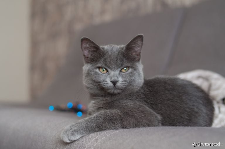 Sangue nas fezes do gato: saiba como ajudar o seu amigo nesse caso
