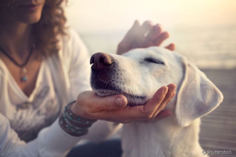 O olfato de cachorro é o sentido mais apurado e o focinho pode dizer muito sobre a saúde do animal