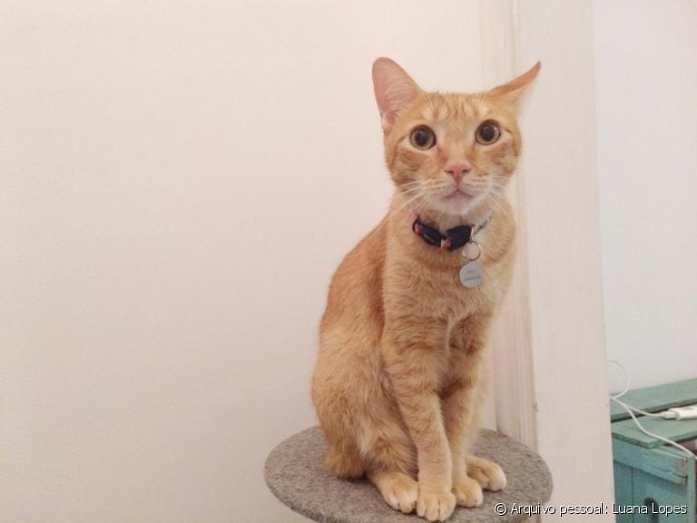 Apesar da cara de marrento, o Petit é um gato amarelo super apegado à família e que ama ganhar carinho!