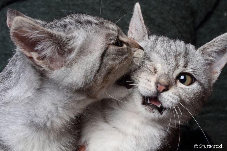 Gato com ciúmes de outro gato: descubra como você pode resolver o problema em casa