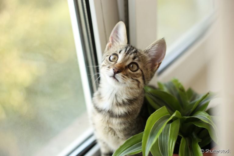 Gato envenenado ou intoxicado: saiba quais são os primeiros sintomas!