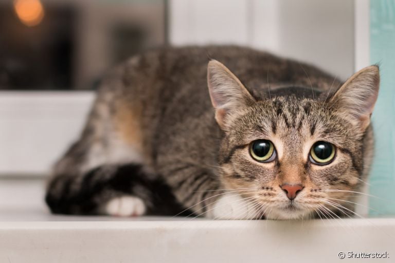 Gato vomitando amarelo pode ser um sintoma de vários problemas diferentes