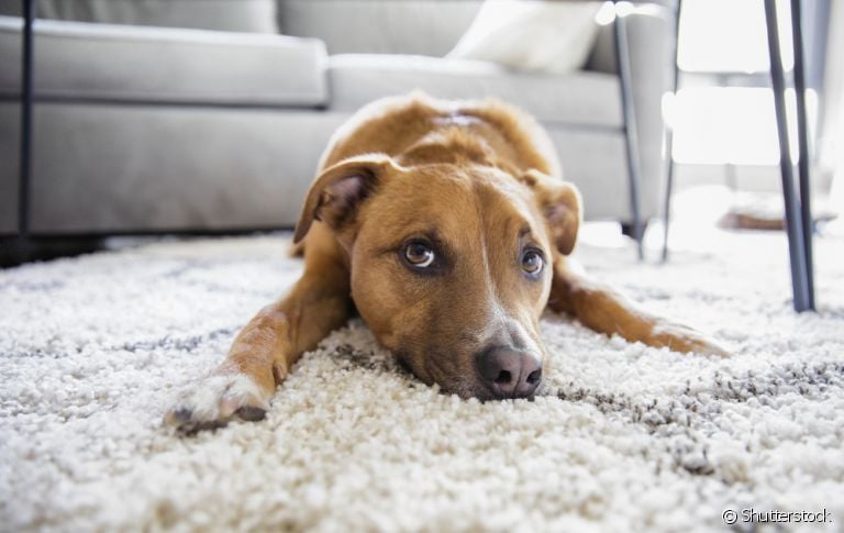 Hepatite infecciosa canina é uma doença grave que pode atingir os cachorros