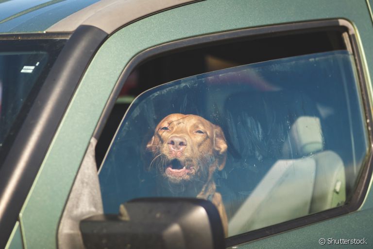 Cuidar de cachorro no verão envolve evitar a hipertermia: saiba mais sobre o problema aqui