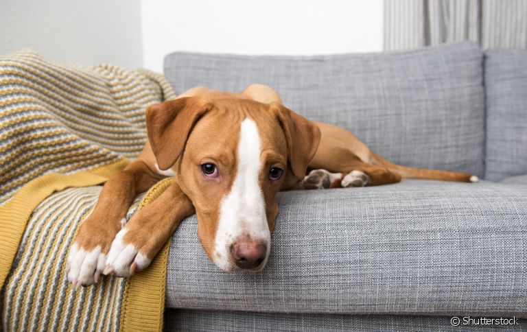  O hipotireoidismo canino, na maioria das vezes, acomete cachorros mais velhos 