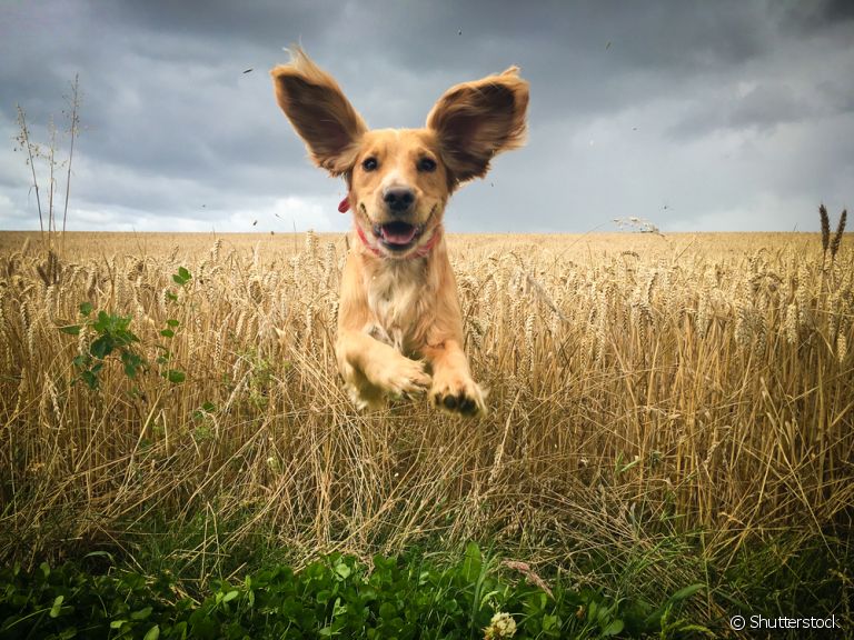 Já reparou que a orelha de cachorro se movimenta costantemente? As posições são uma forma do animal se comunicar com você!