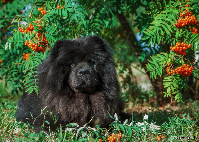 Lúpus canino: entenda mais sobre a doença autoimune aqui
