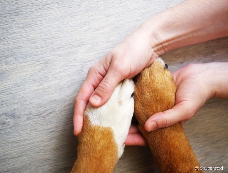  A morte de um cachorro é muito dolorosa, por isso, trouxemos algumas dicas para te ajudar nesse processo 