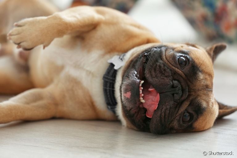 Você já ouviu falar no microchip para cachorro? Com essa tecnologia, seu pet fica muito mais seguro!
