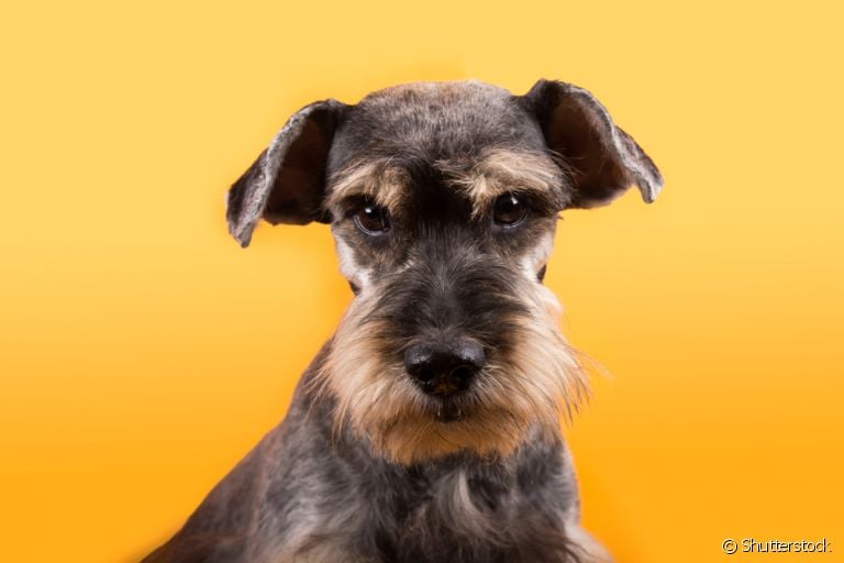 Descubra mais sobre os efeitos da parainfluenza canina no corpo do seu cachorro