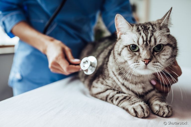 Plano de saúde para gatos: saiba escolher a melhor opção para o seu pet!