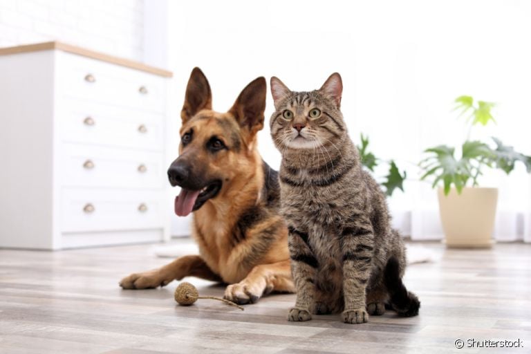 Plantas venenosas para cachorros e gatos: descubra quais espécies evitar