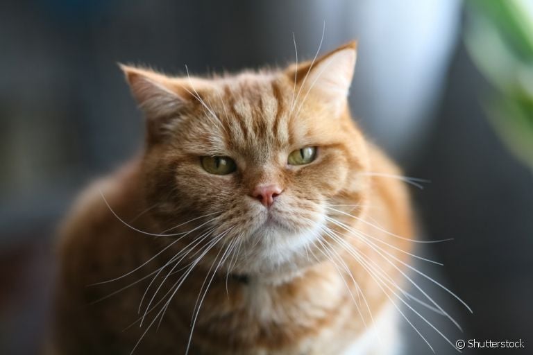 O bigode de gato proporciona equilíbrio e noção espacial ao pet