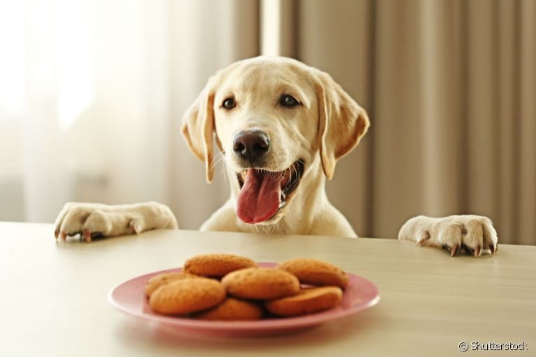  Biscoito para cachorro: é muito fácil preparar em casa. Veja algumas dicas! 