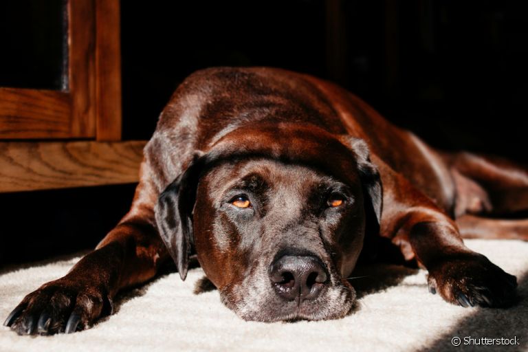TVT canino: descubra mais sobre a doença venérea em cachorros