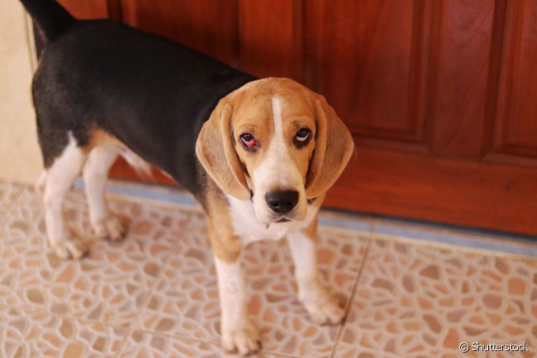 Cachorro com olho vermelho pode estar com uveíte. Fique atento aos sintomas da doença!