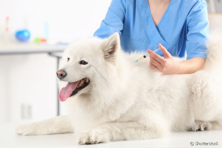  Vacinas para cachorro: a v10 é uma das principais imunizações que seu amigo deve tomar anualmente
