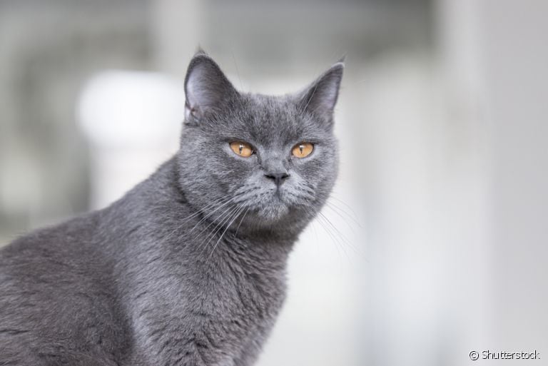 Vacina quádrupla felina protege o animal de quatro doenças graves