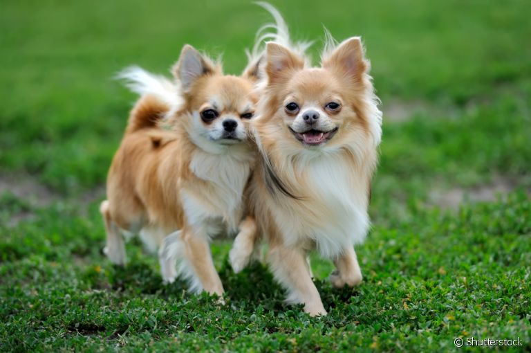 Pequenos e valentes: conheça alguns cãezinhos que não têm medo de nada