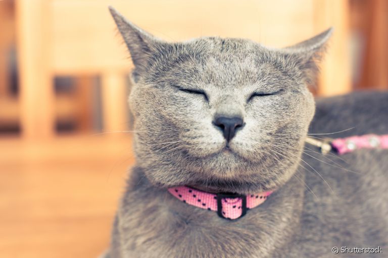 Doenças de gato congênitas podem se apresentar em felinos de linhagem. Entenda mais sobre o assunto!
