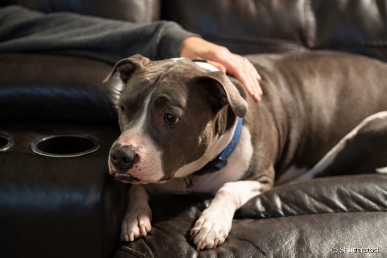 O cachorro ansioso pode ter várias causas por trás. Conheça as mais comuns e saiba como lidar com o problema!