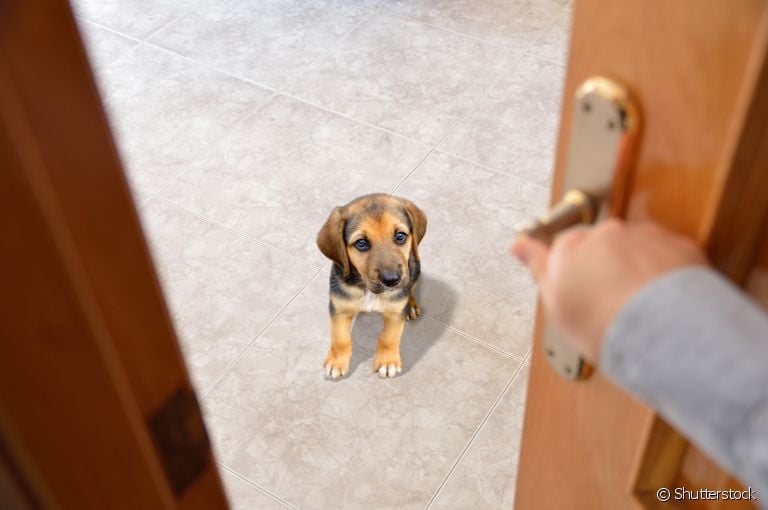 Brinquedos para cachorros, petiscos, caixas espalhadas... você precisa estimular seu amigo para que ele não sofra de saudade