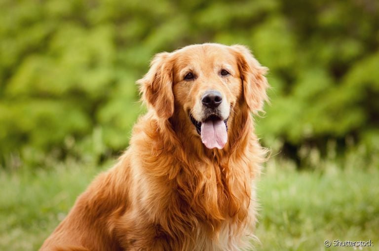 O cachorro inteligente mostra essa característica de várias formas diferentes!