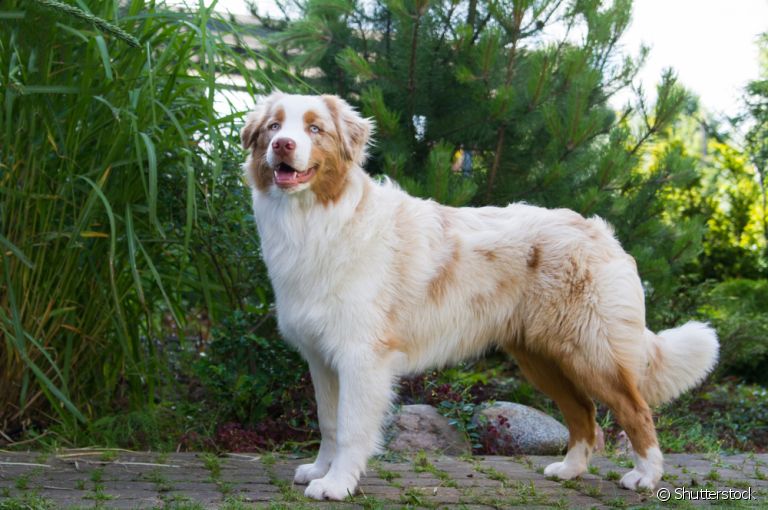 Pastor Australiano: um cão sociável, leal, dominante e com disposição para dar e vender. Conheça mais sobre a raça!