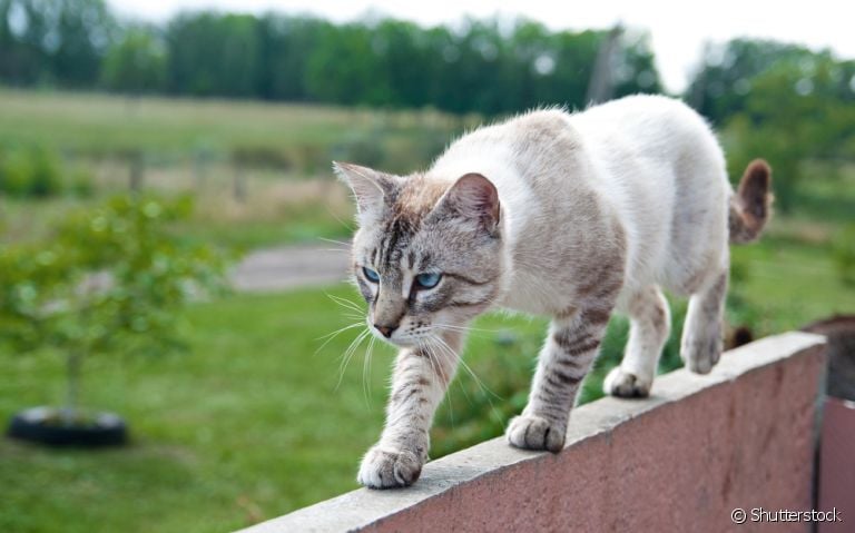 A anatomia dos gatos é muito curiosa e determina alguns comportamentos