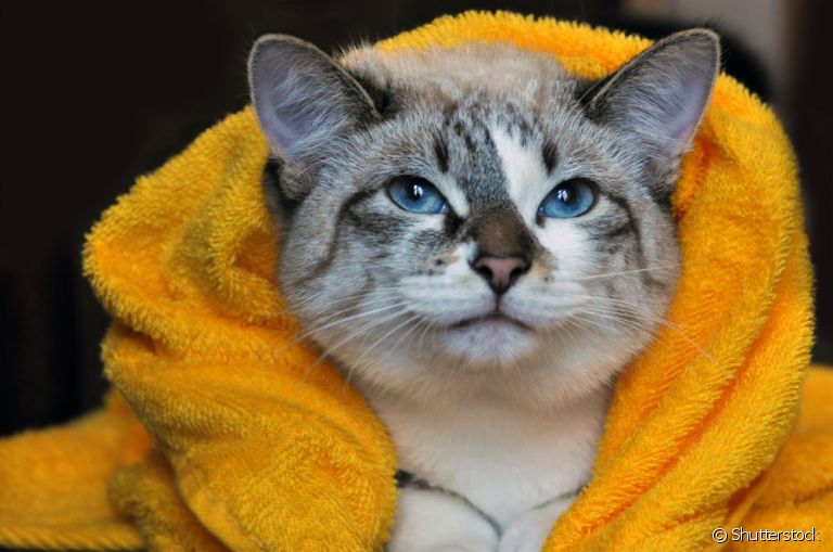 O banho a seco para gatos pode ser feito com produtos específicos ou lenços umedecidos