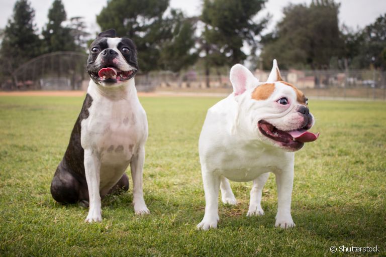  Boston Terrier e Bulldog Francês: aprenda a diferenciar essas duas raças muito semelhantes 