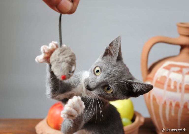 As brincadeiras para gatos ajudam a estimular os instintos e habilidades cognitivas dos animais
