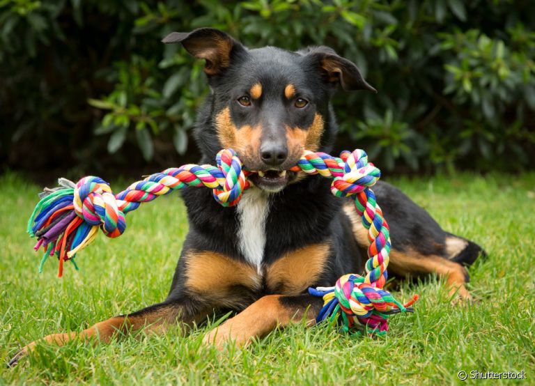 Os brinquedos para cachorro são uma alternativa incrível para entreter o animal em diversos momentos do dia.
