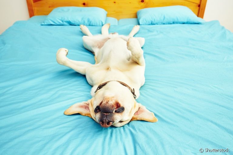Cachorro dormindo pode se movimentar, sim: descubra mais sobre isso aqui