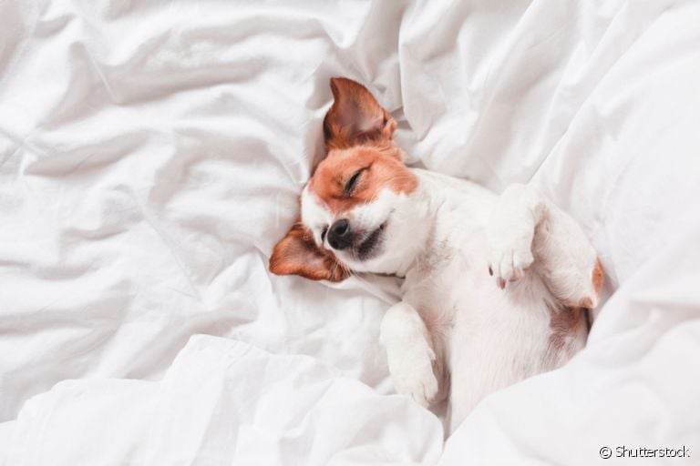 Uma foto de cachorro dormindo dá até um quentinho no coração! Mas você sabia que cada posição em que o seu filhote dorme tem um significado diferente?