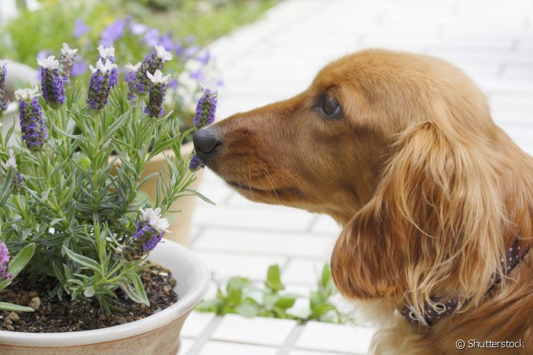 O calmante natural para cachorro é indicado?