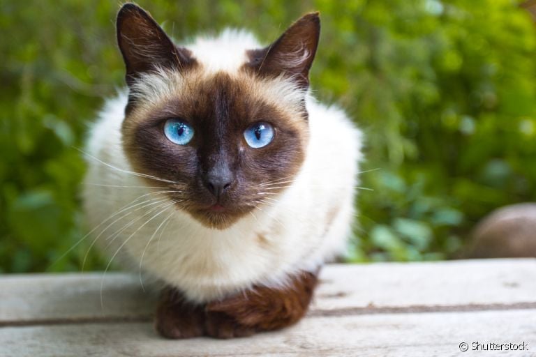 O câncer de pele em gatos pode ocorrer de diferentes formas: conheça mais sobre a doença e como prevenir!