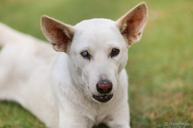 Catarata em cachorro: entenda como a doença se desenvolve