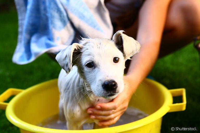 Aprenda a dar banho em filhote de cachorro da forma correta!