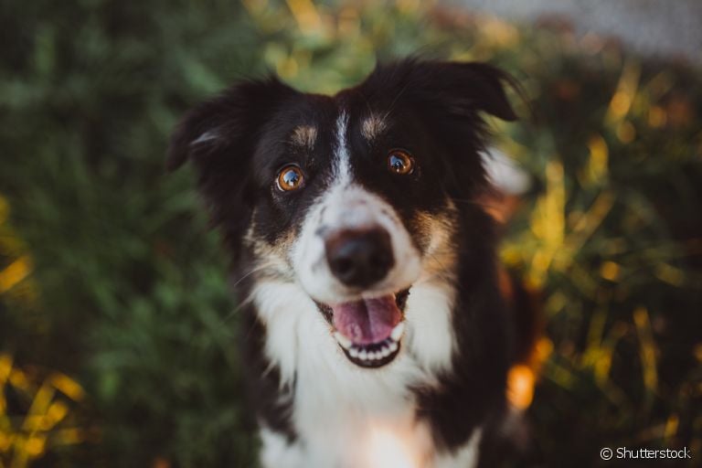  Border Collie: saiba mais sobre o temperamento da raça mais inteligente do mundo 