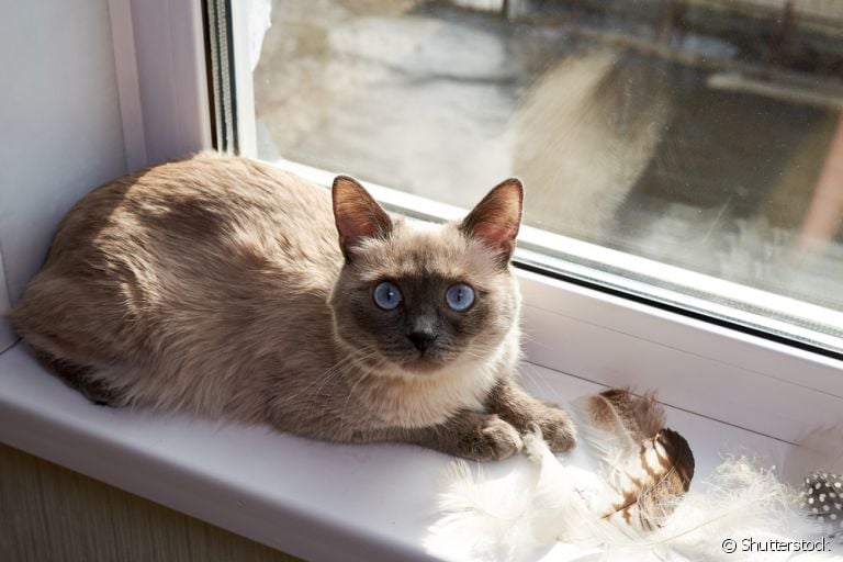 O gato Siamês é a companhia ideal se você busca um felino dócil e divertido
