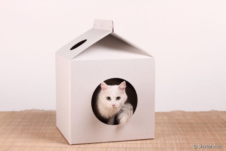  Toca de gato: saiba como fazer uma em casa e agrade o seu felino! 