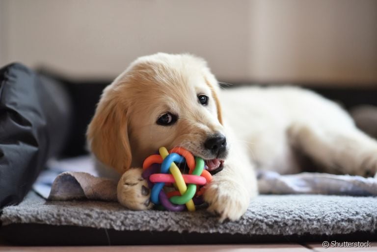 Briquedos para cachorro: veja como eles podem ajudar no desenvolvimento do animal