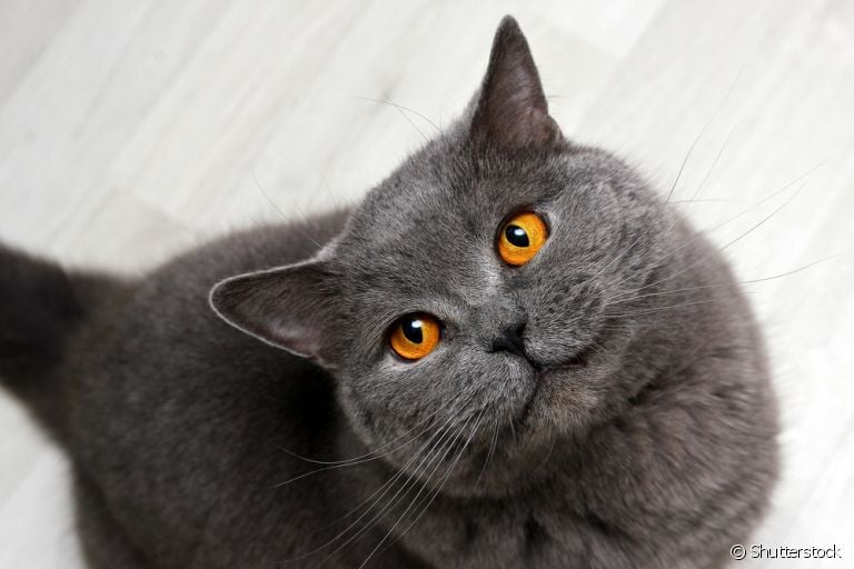 O comportamento dos gatos mostra quando ele está feliz: aprenda e interpretar esses sinais!