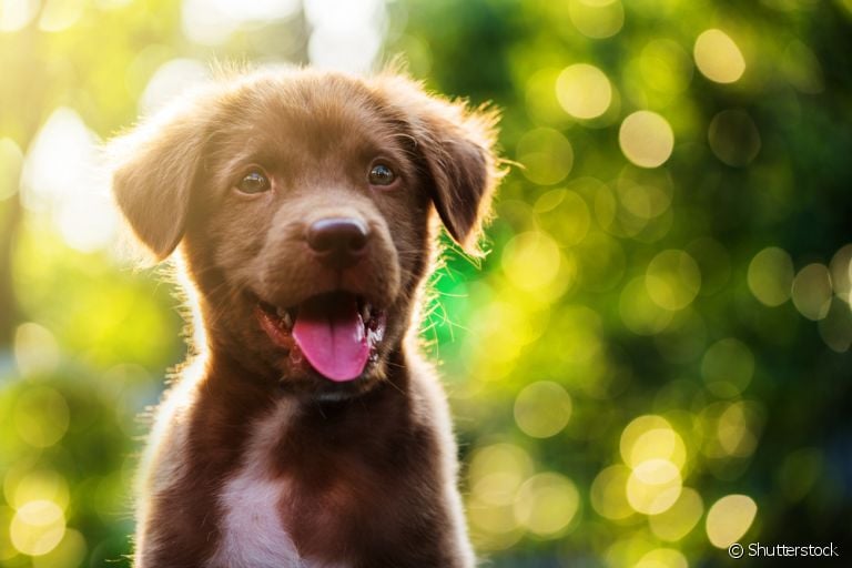 A cor do pelo do seu cachorro diz muito sobre o seu quadro de saúde. Entenda!