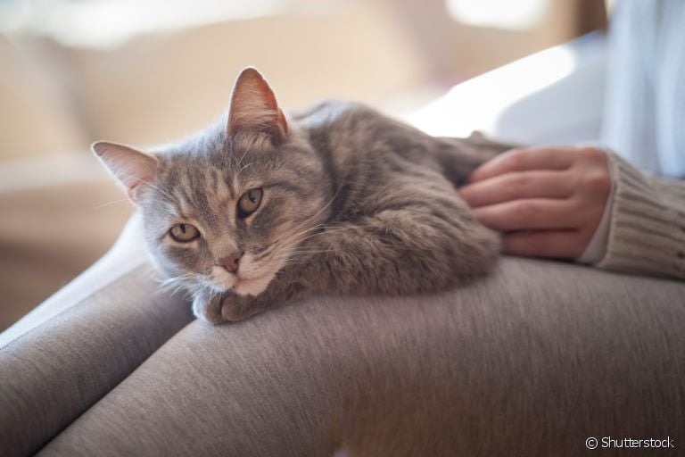 Gatos são independentes e reservados, mas algumas raças amam ficar pertinho de seus tutores
